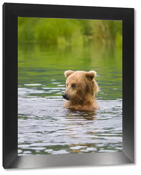 Brown Bear standing in Brooks River, Katmai National Park, Alaska, USA