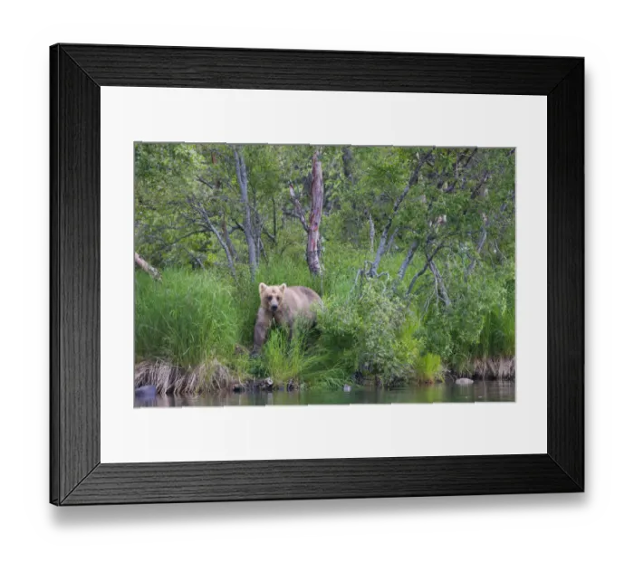 Framed Print : Brown Bear in the grass by Brooks River, Katmai National Park, Alaska, USA