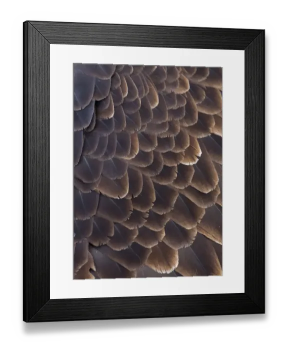 Framed Print : Close-up of Bald Eagle feather, Homer, Alaska, USA Framed Print : Close-up of Bald Eagle feather, Homer, Alaska, USA