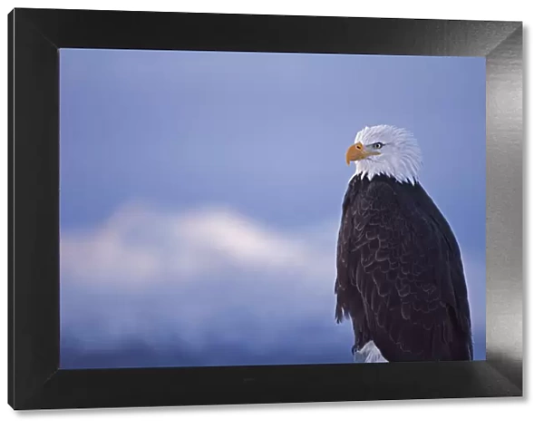 Bald Eagle, Homer, Alaska, USA