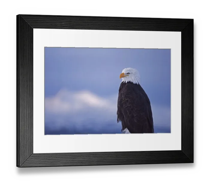 Framed Print : Bald Eagle, Homer, Alaska, USA