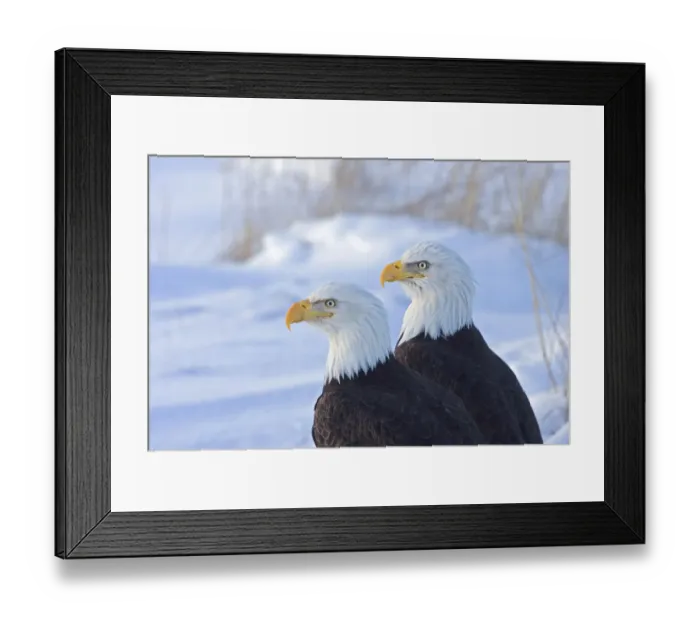 Framed Print : Two Bald Eagles (Haliaeetus leucocephalus), Alaska, US Framed Print : Two Bald Eagles (Haliaeetus leucocephalus), Alaska, US