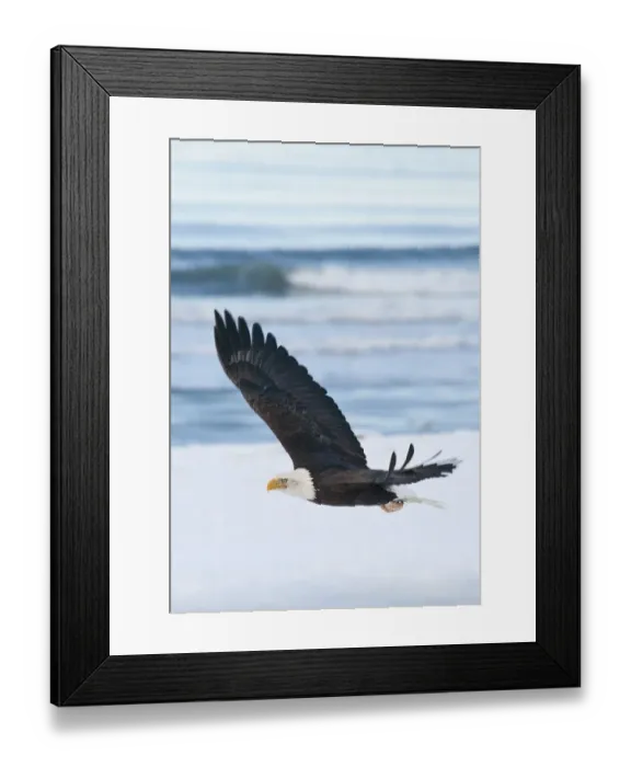 Framed Print : Bald Eagle, Homer, Alaska, USA Framed Print : Bald Eagle, Homer, Alaska, USA