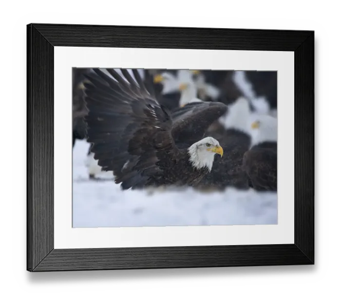 Framed Print : Bald Eagle, Homer, Alaska, USA Framed Print : Bald Eagle, Homer, Alaska, USA