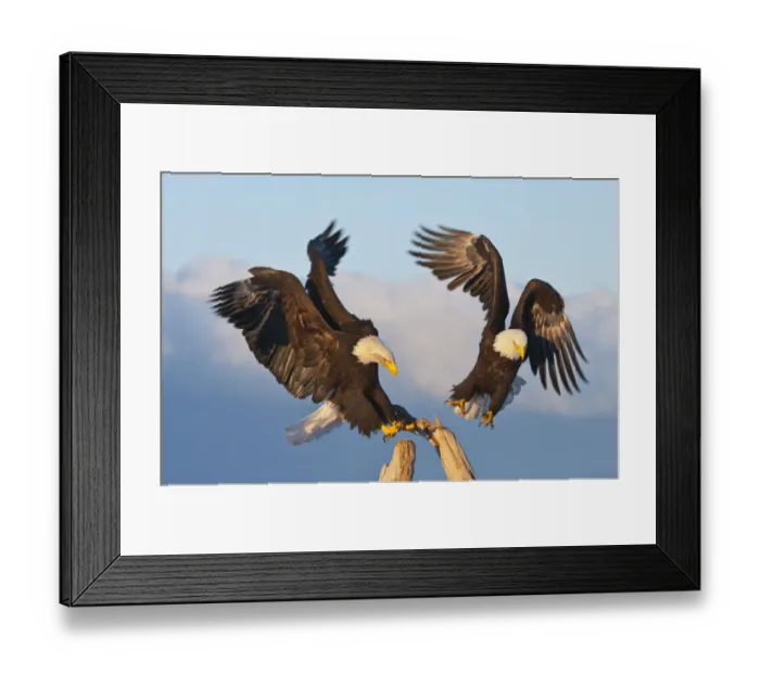 Framed Print : Bald Eagle, Homer, Alaska, USA