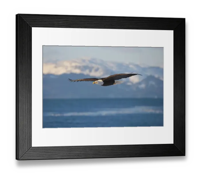Framed Print : Bald Eagle flying over the ocean, snow mountain in the distance, Homer, Alaska, USA Framed Print : Bald Eagle flying over the ocean, snow mountain in the distance, Homer, Alaska, USA