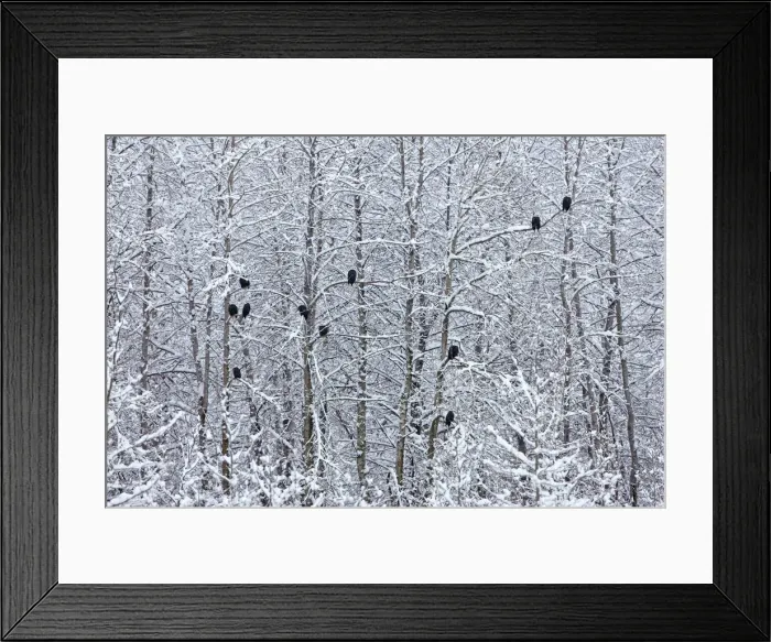 Framed Print : Bald Eagles perched on trees covered with snow, Haines, Alaska, USA