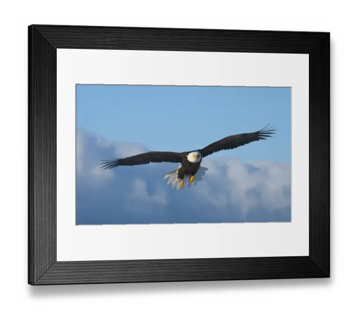 Framed Print : Bald Eagle flying, Homer, Alaska, USA Framed Print : Bald Eagle flying, Homer, Alaska, USA