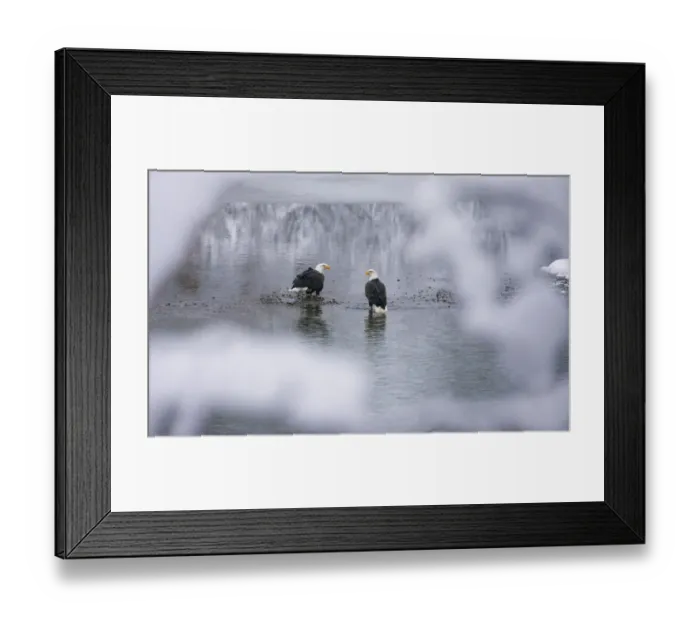 Framed Print : Bald Eagles on the river in the forest covered with snow, Haines, Alaska, USA Framed Print : Bald Eagles on the river in the forest covered with snow, Haines, Alaska, USA