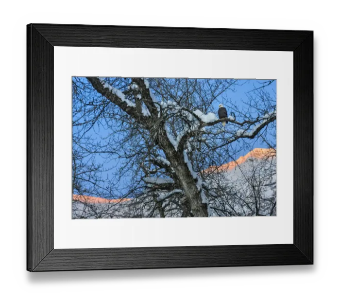 Framed Print : Bald Eagle perched on a tree covered with snow, snow mountain in the distance, Haines Framed Print : Bald Eagle perched on a tree covered with snow, snow mountain in the distance, Haines