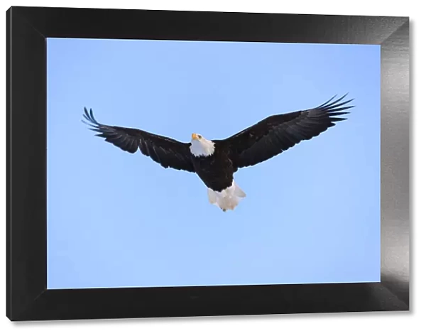 Bald Eagle flying in the sky, Haines, Alaska, USA