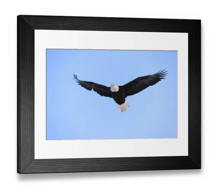 Framed Print : Bald Eagle flying in the sky, Haines, Alaska, USA Framed Print : Bald Eagle flying in the sky, Haines, Alaska, USA