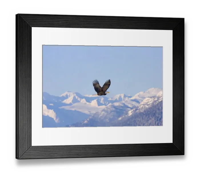 Framed Print : Bald Eagle flying over snow mountain, Haines, Alaska, USA Framed Print : Bald Eagle flying over snow mountain, Haines, Alaska, USA