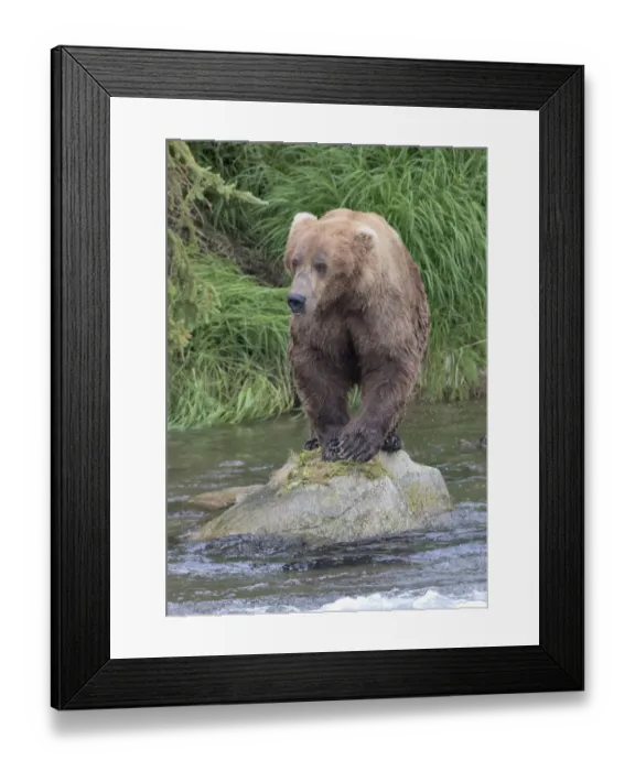 Framed Print : Brown Bear catching salmon in Brooks River, Katmai National Park, Alaska, USA Framed Print : Brown Bear catching salmon in Brooks River, Katmai National Park, Alaska, USA
