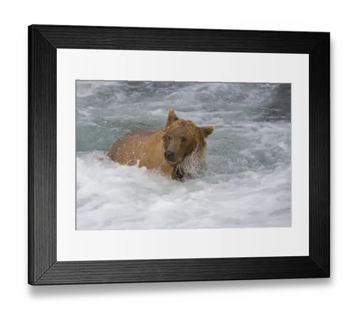 Framed Print : Brown Bear catching salmon at Brooks Falls, Katmai National Park, Alaska, USA