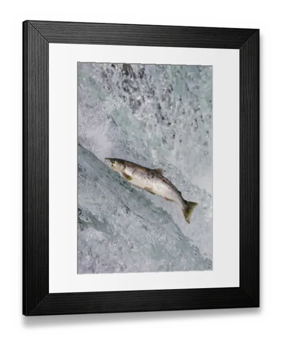 Framed Print : Salmon jumping over Brooks Falls, Katmai National Park, Alaska, USA Framed Print : Salmon jumping over Brooks Falls, Katmai National Park, Alaska, USA