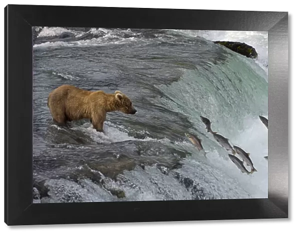 Tourists photographing Brown Bear catching salmon at Brooks Falls, Katmai National Park