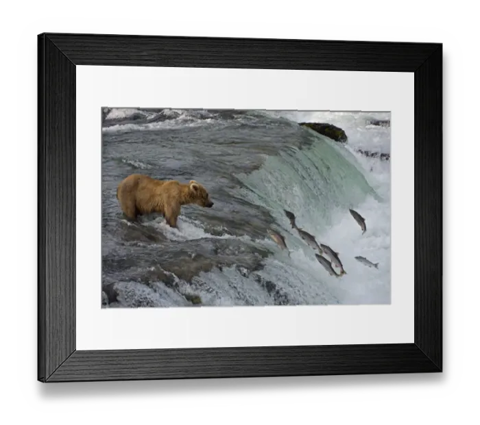 Framed Print : Tourists photographing Brown Bear catching salmon at Brooks Falls, Katmai National Park Framed Print : Tourists photographing Brown Bear catching salmon at Brooks Falls, Katmai National Park