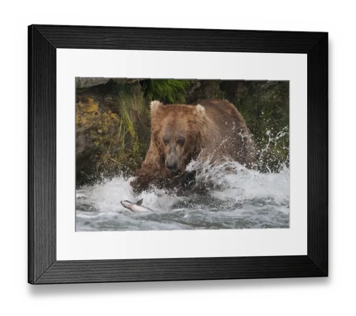 Framed Print : Brown Bear catching salmon at Brooks Falls, Katmai National Park, Alaska, USA Framed Print : Brown Bear catching salmon at Brooks Falls, Katmai National Park, Alaska, USA