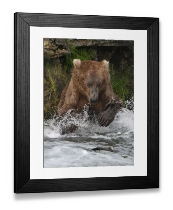 Framed Print : Brown Bear catching salmon at Brooks Falls, Katmai National Park, Alaska, USA Framed Print : Brown Bear catching salmon at Brooks Falls, Katmai National Park, Alaska, USA