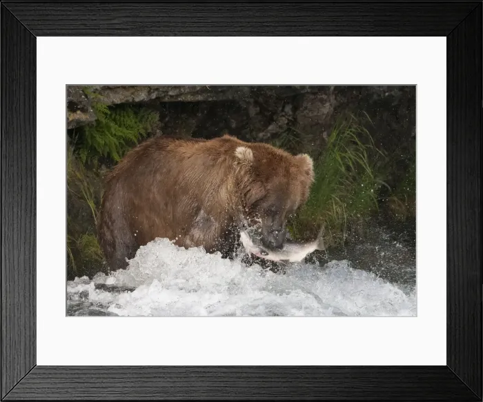 Framed Print : Brown Bear catching salmon at Brooks Falls, Katmai National Park, Alaska, USA Framed Print : Brown Bear catching salmon at Brooks Falls, Katmai National Park, Alaska, USA