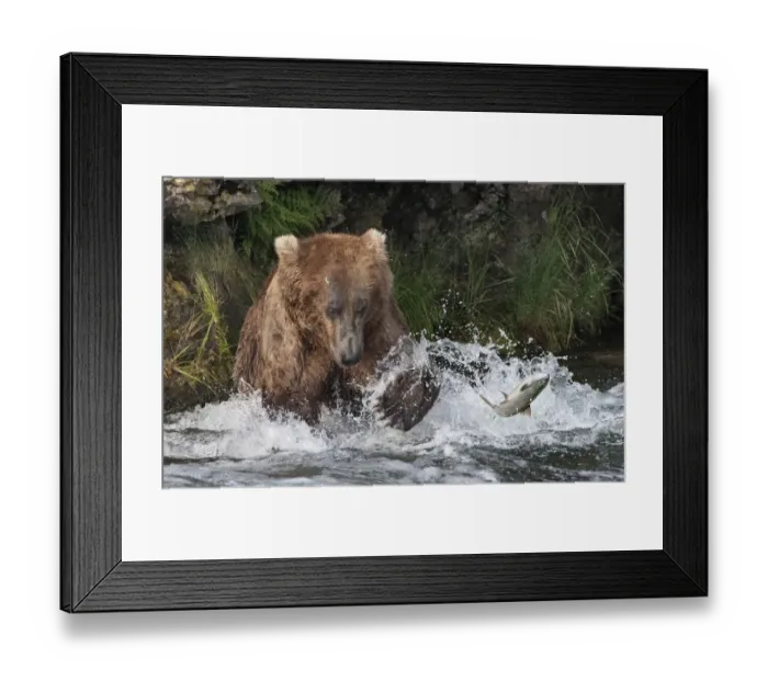 Framed Print : Brown Bear catching salmon at Brooks Falls, Katmai National Park, Alaska, USA