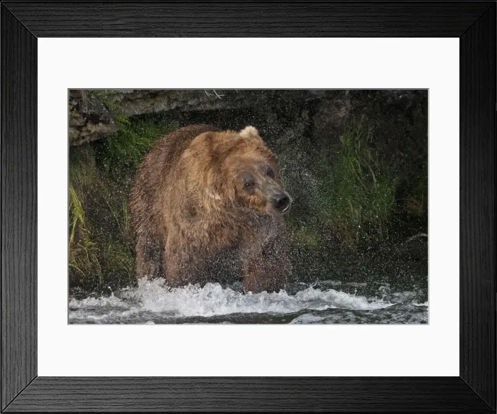 Framed Print : Brown Bear catching salmon at Brooks Falls, Katmai National Park, Alaska, USA Framed Print : Brown Bear catching salmon at Brooks Falls, Katmai National Park, Alaska, USA