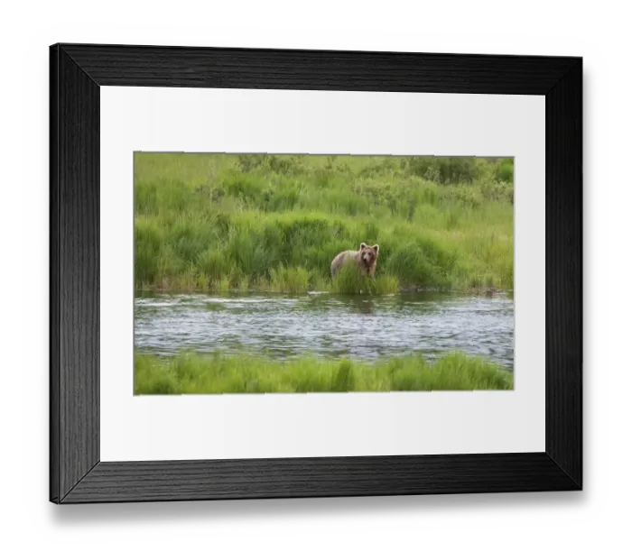 Framed Print : Brown Bear in Brooks River, Katmai National Park, Alaska, USA Framed Print : Brown Bear in Brooks River, Katmai National Park, Alaska, USA