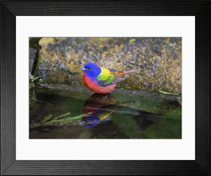 Framed Print : Painted Bunting (Passerina ciris) in spring