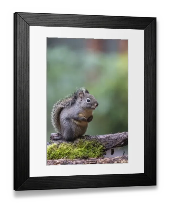 Framed Print : Douglas Squirrel standing on a log