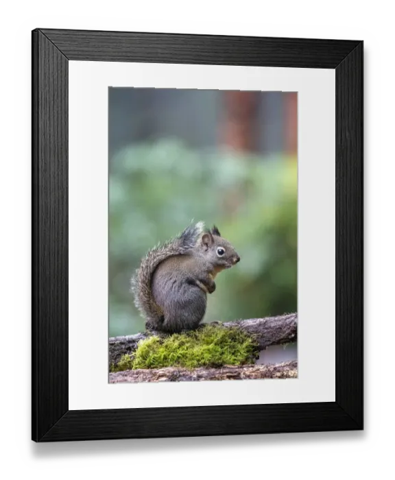 Framed Print : Douglas Squirrel standing on a log Framed Print : Douglas Squirrel standing on a log