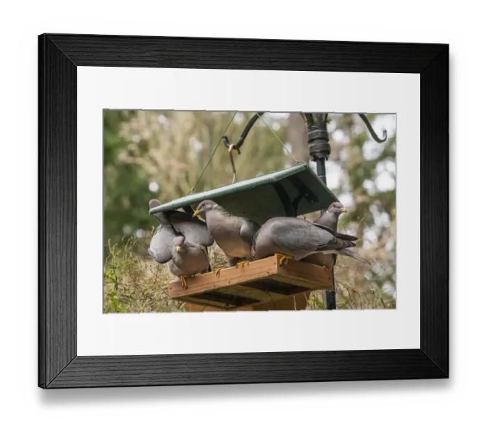 Framed Print : Flock of Band-tailed Pigeons cramming into a birdfeeder