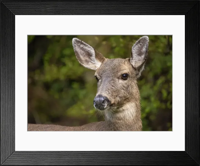 Framed Print : Black-tailed doe Framed Print : Black-tailed doe