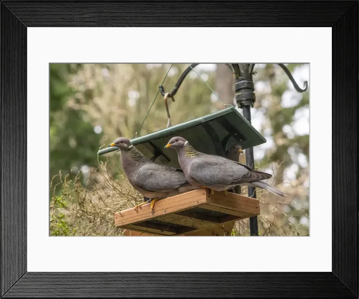 Framed Print : Two Band-tailed Pigeons in a birdfeeder Framed Print : Two Band-tailed Pigeons in a birdfeeder