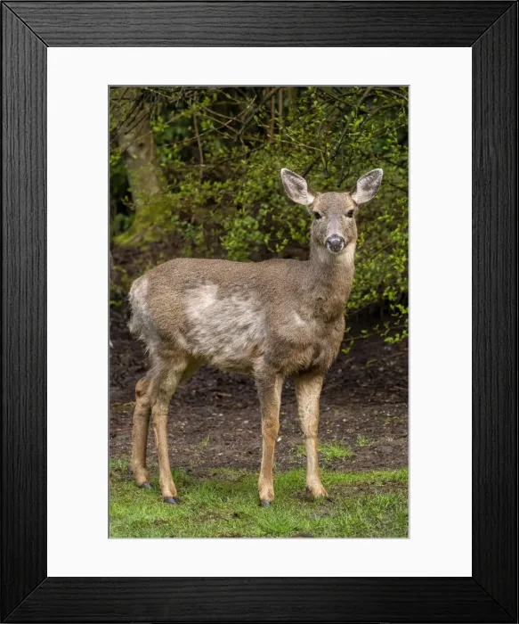 Framed Print : Black-tailed doe with mange Framed Print : Black-tailed doe with mange