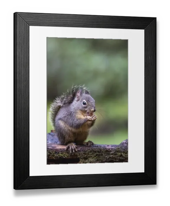 Framed Print : Douglas Squirrel standing on a log eating a peanut