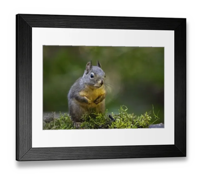 Framed Print : Douglas Squirrel standing on back paws on a moss-covered log Framed Print : Douglas Squirrel standing on back paws on a moss-covered log