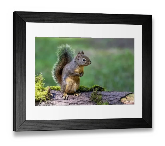 Framed Print : Douglas Squirrel standing on back paws on a moss-covered log Framed Print : Douglas Squirrel standing on back paws on a moss-covered log