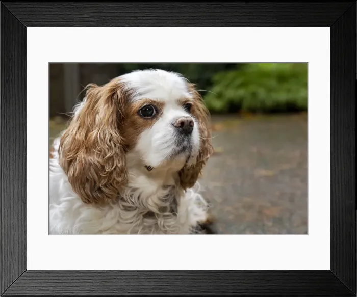Framed Print : Cavalier King Charles Spaniel, on her driveway in Autumn. (PR)