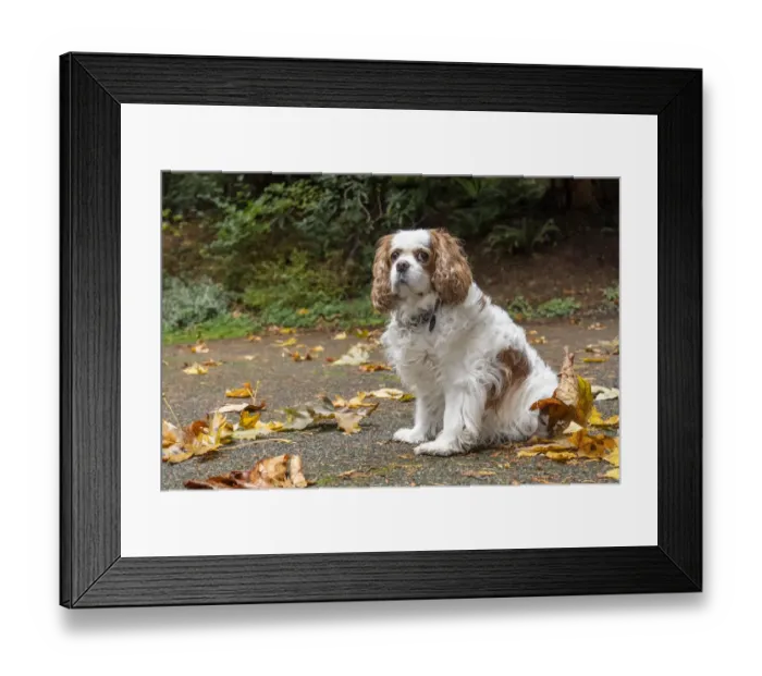 Framed Print : Cavalier King Charles Spaniel, on her driveway in Autumn. (PR) Framed Print : Cavalier King Charles Spaniel, on her driveway in Autumn. (PR)
