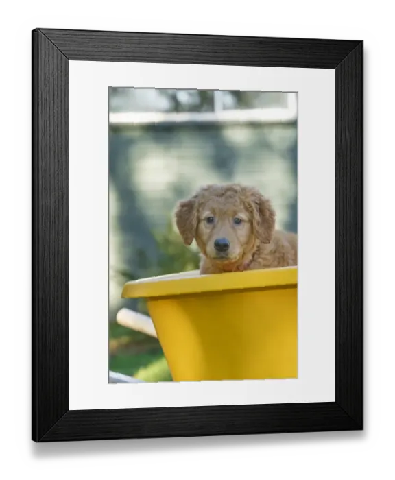 Framed Print : Ten week old Red Golden Retriever puppy, sitting in a wheelbarrow. (PR) Framed Print : Ten week old Red Golden Retriever puppy, sitting in a wheelbarrow. (PR)