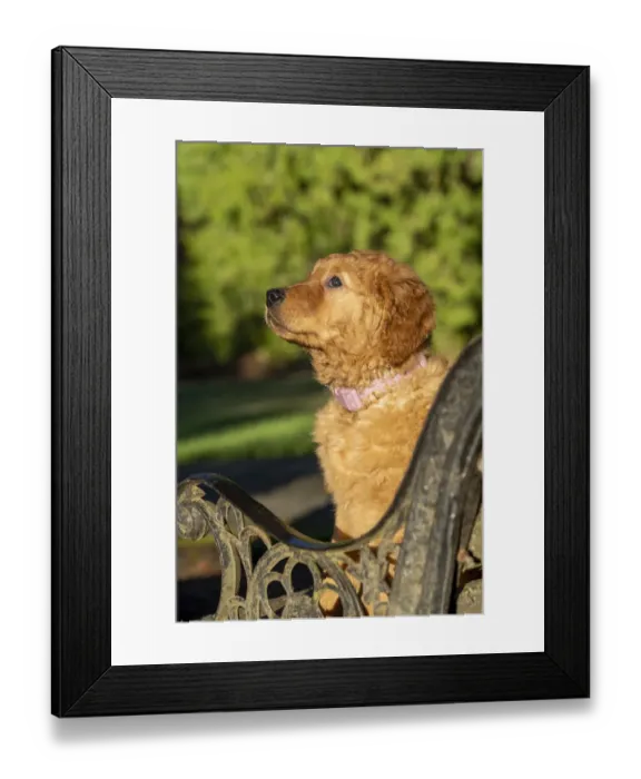 Framed Print : Ten week old Red Golden Retriever puppy. (PR) Framed Print : Ten week old Red Golden Retriever puppy. (PR)