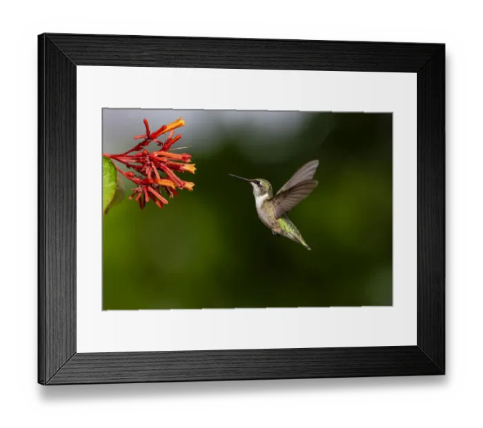 Framed Print : Black-chinned Hummingbird (Archilochus alexandri) feeding