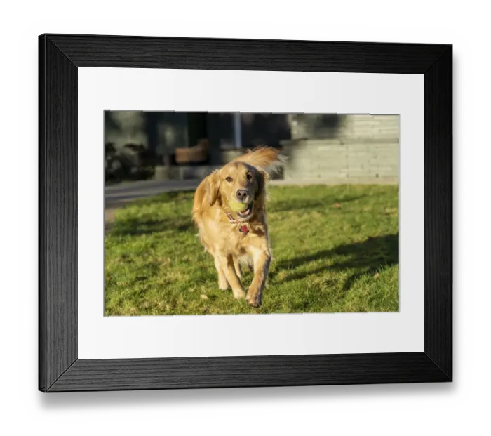Framed Print : Ten week old Red Golden Retriever puppy. (PR) Framed Print : Ten week old Red Golden Retriever puppy. (PR)