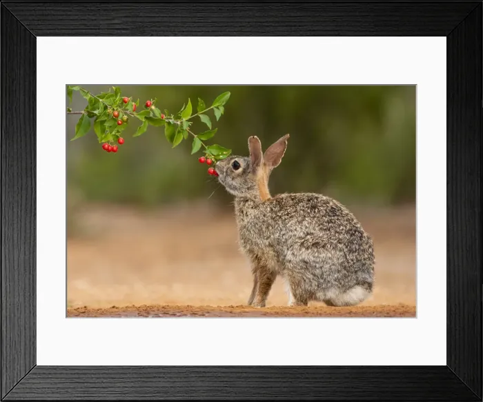 Framed Print : Eastern Cottontail (Sylvilagus floridanus) feeding