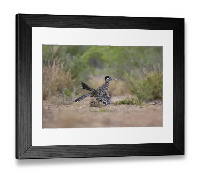 Framed Print : Greater Roadrunner (Geococcyx californianus) copulating Framed Print : Greater Roadrunner (Geococcyx californianus) copulating