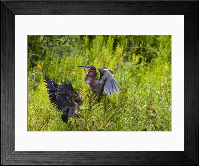 Framed Print : Green Heron (Butorides virescens) feeding time Framed Print : Green Heron (Butorides virescens) feeding time