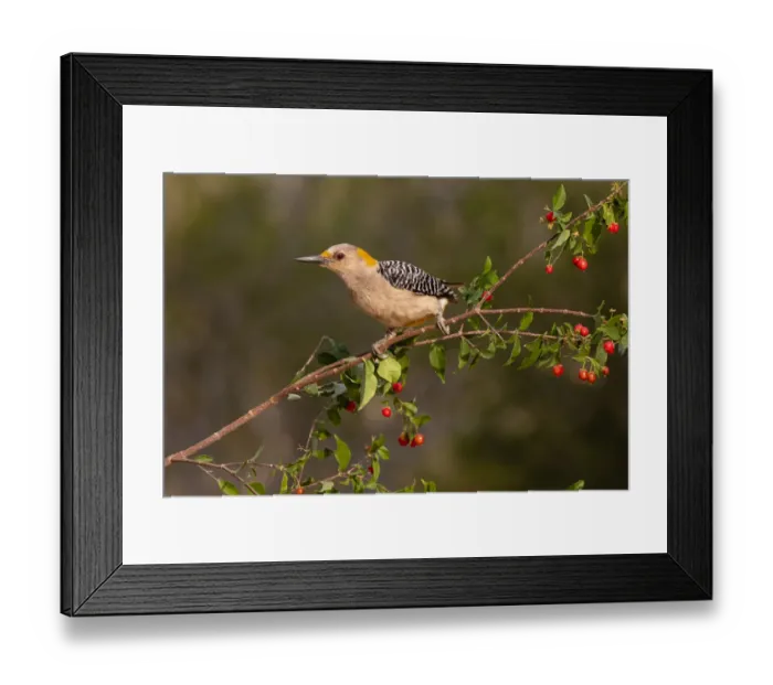 Framed Print : Golden-fronted Woodpecker (Melanerpes aurifrons) perched Framed Print : Golden-fronted Woodpecker (Melanerpes aurifrons) perched