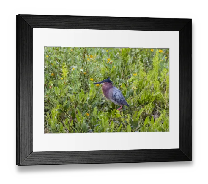 Framed Print : Green Heron (Butorides virescens) standing in shrubs Framed Print : Green Heron (Butorides virescens) standing in shrubs