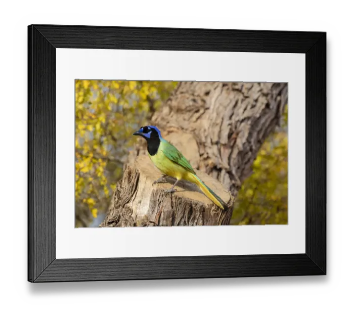 Framed Print : Green Jay (Cyanocorax yncas) perched